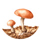02_portfolio_symbiosen_mutualismen