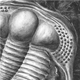 Trilobit aus dem Ordovizium