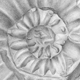 Ammonit Amaltheus