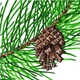 Waldkiefer