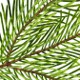 Weisstanne