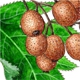 Elsbeere