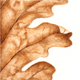 Eichenblatt
