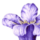 Blauglockenbaum
