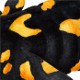 Feuersalamander
