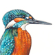 Eisvogel Version 1