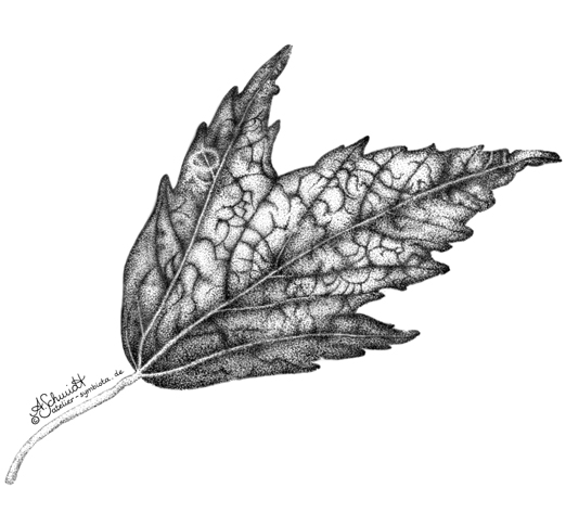 Fossiles Ahornblatt