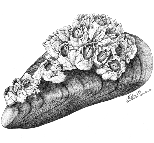 Miesmuschel
