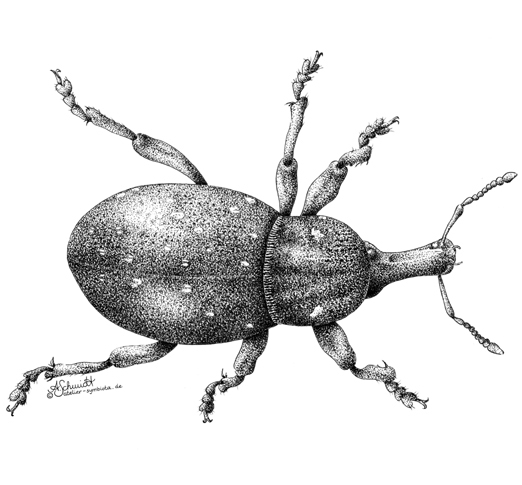 Rüsselkäfer
