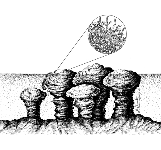 Stromatolithen