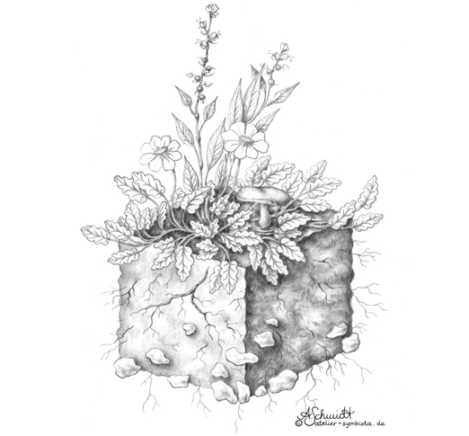 Silberwurz-Version1