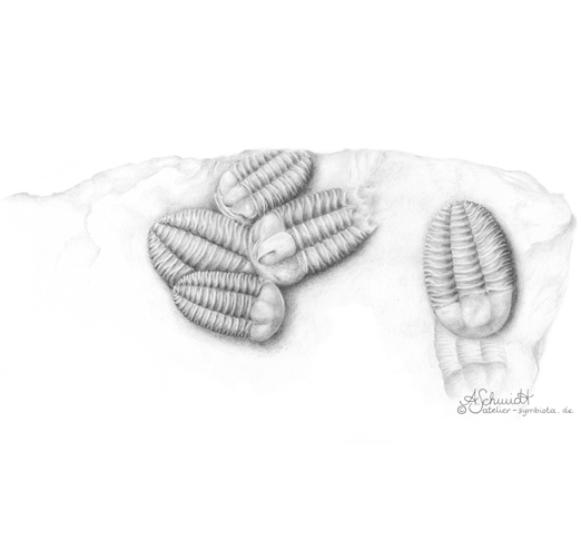 Trilobitengruppe