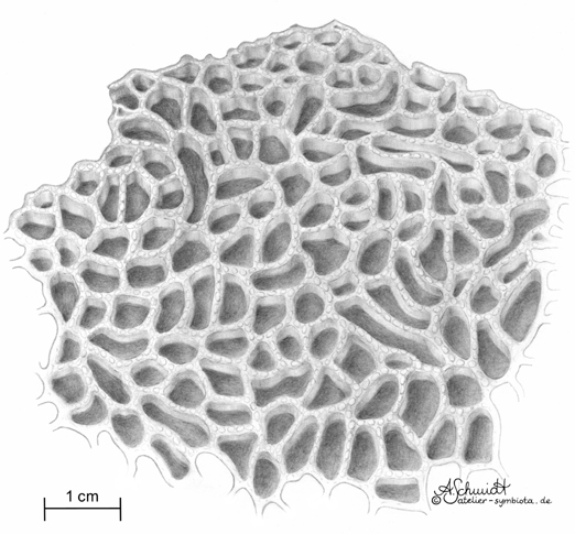 fossile Kettenkorallen