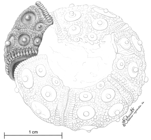 fossiler Seeigel