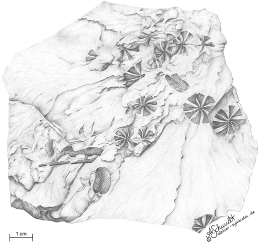 Keilblattgewächs