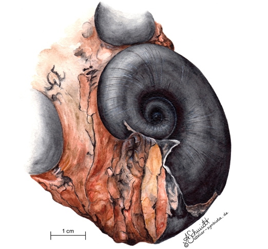 Nautilus