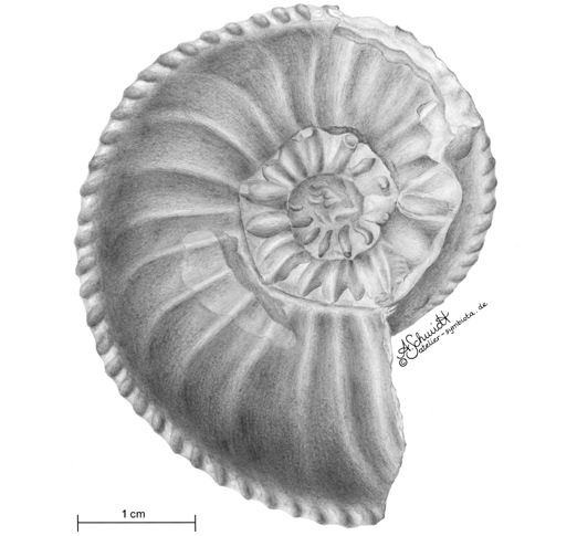 Ammonit Amaltheus