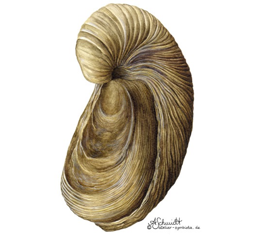 Fossile Muschel