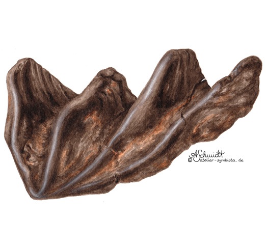 Fossiler Zahn eines Lungenfischs