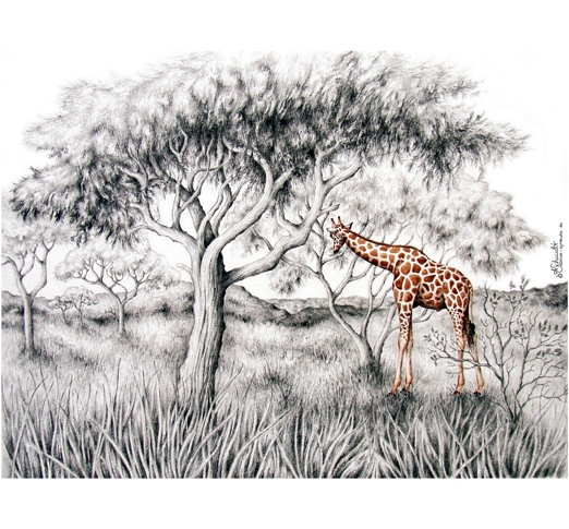 Giraffe in Savanne