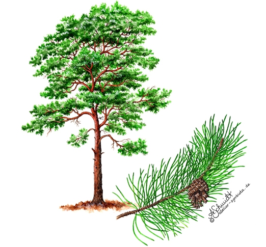 Waldkiefer