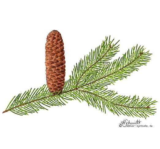 Zweig der Weißtanne