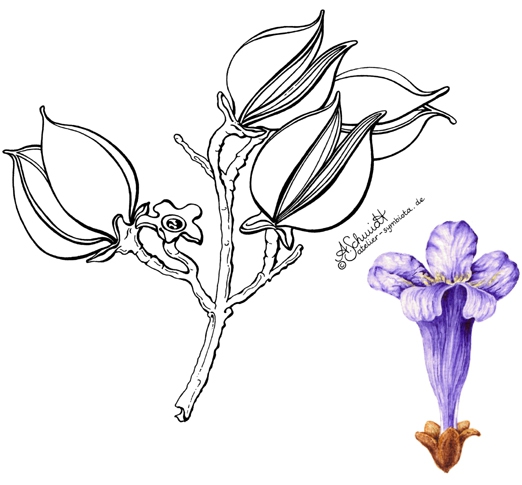 Blauglockenbaum