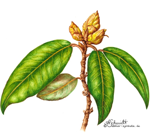 Rhododendron