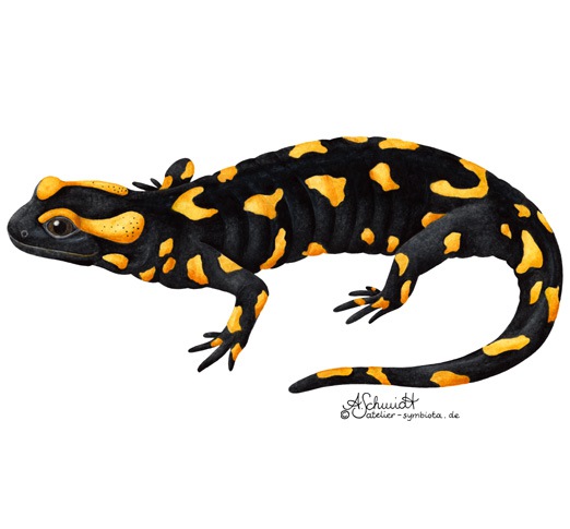 Feuersalamander