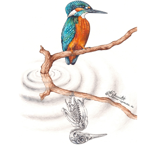 Eisvogel