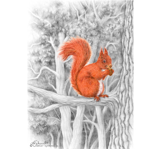 Eichhörnchen
